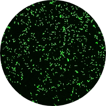 Acid-Fast Bacilli (AFB) Smear Examination cell image