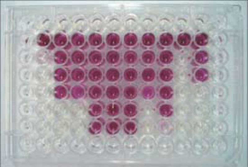 Non-tuberculous mycobacteria (NTM) drug susceptibility testing cell image 