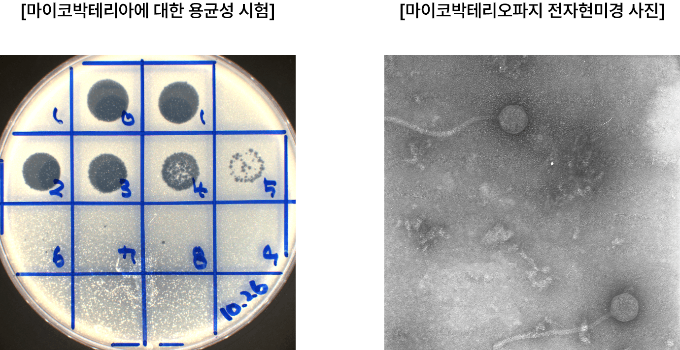 [마이코박테리아에 대한 용균성 시험] 과 [마이코박테리오파지 전자현미경 사진] 